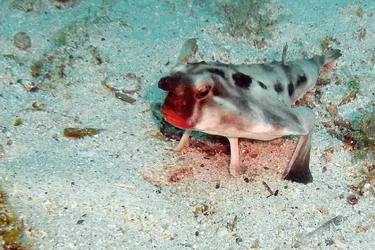 Red lipped Bat fish
