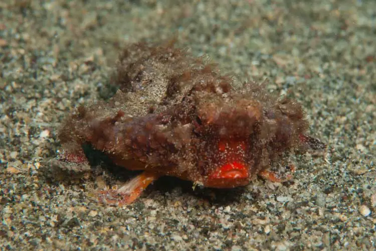 Red lipped Bat fish