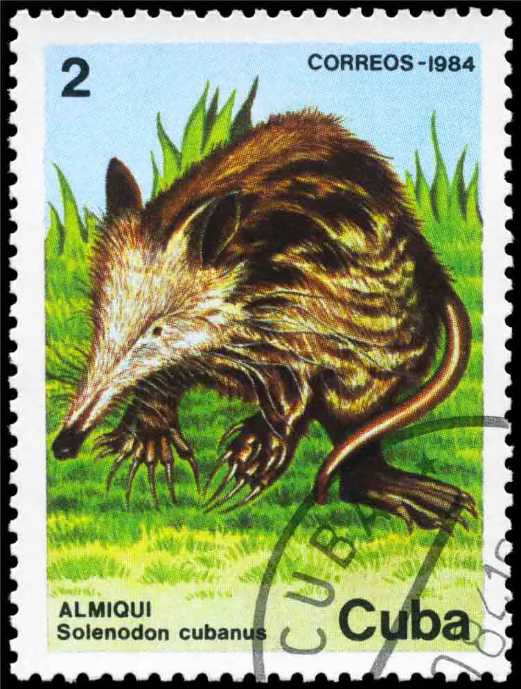 Solenodon Cuban Stamp