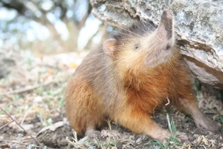 Solenodon