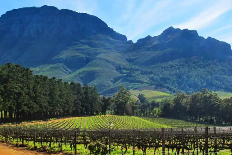 Stellenbosch Vinyard