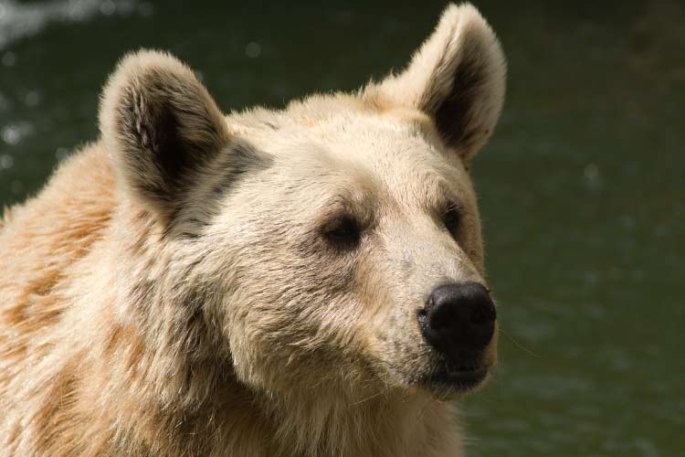 Syrian brown bear