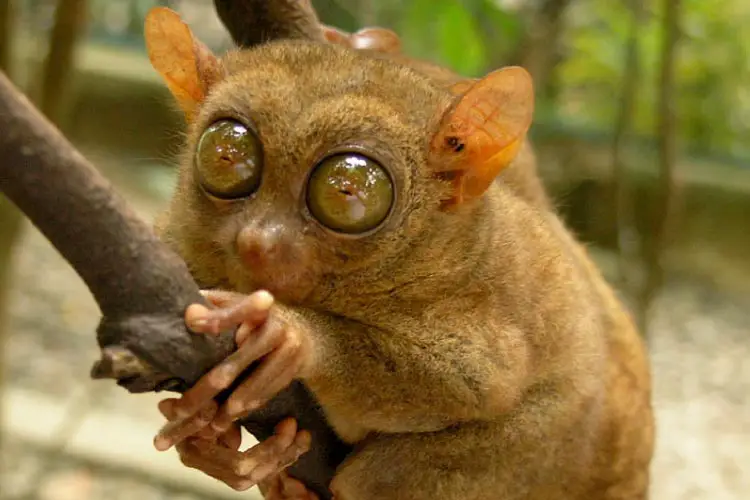 Tarsier in Bohol, Philippines