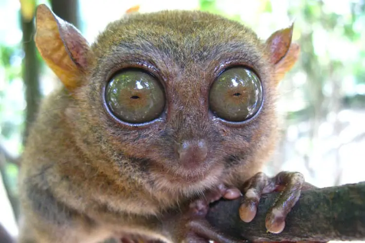 Tarsier