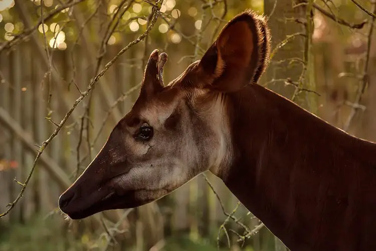 The Rare Okapi