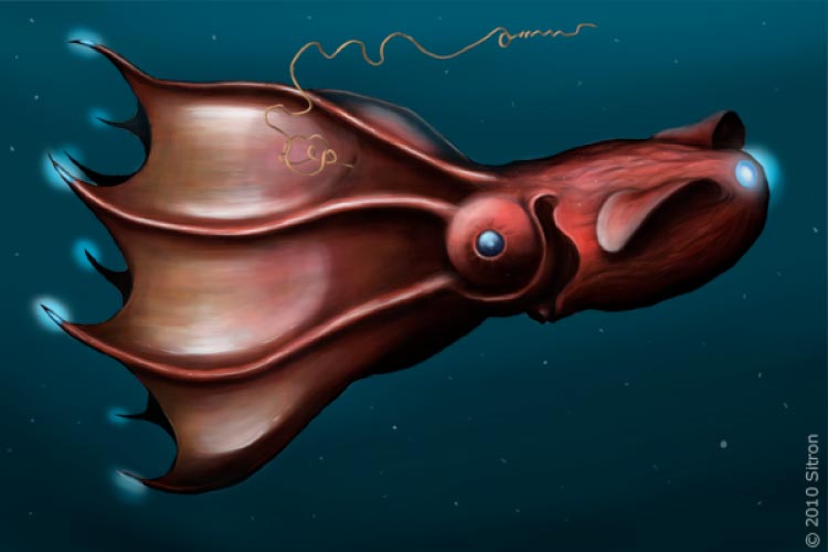 Vampire Squid