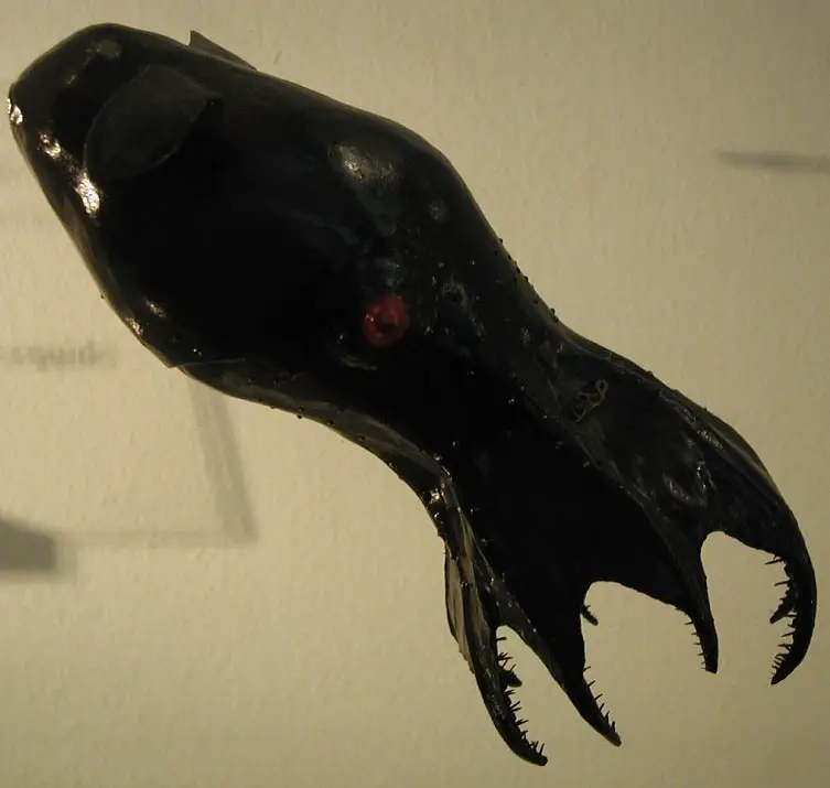 Vampire Squid