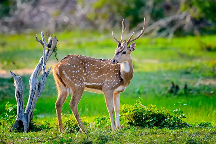 Wild Spotted deer in Yala National park, Sri Lanka