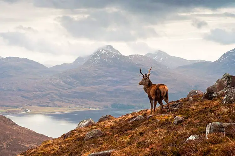 Wild stag overlooking Loch Torridon in Scotland, British Isles