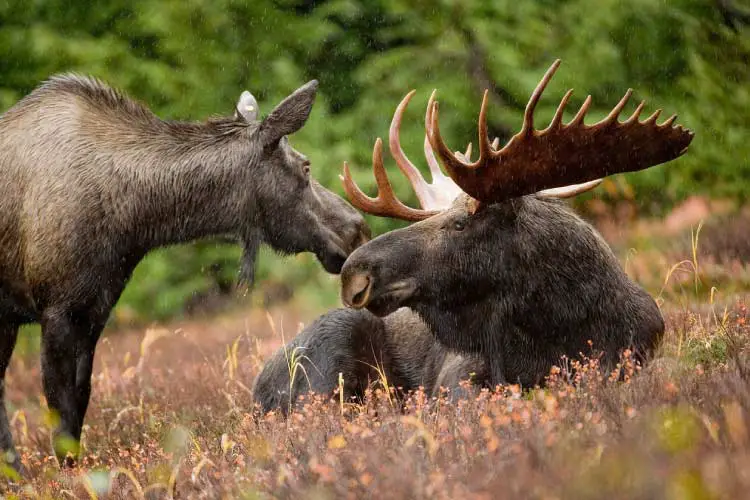 Bull Moose, Alaska