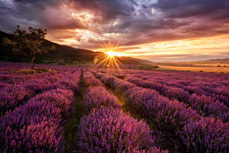 Lavender Field at Sunset in Bulgaria