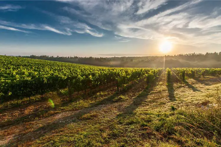 Sun Setting over a vineyard in Tuscany