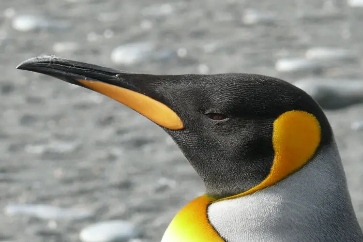 King Penguin, Antarctica