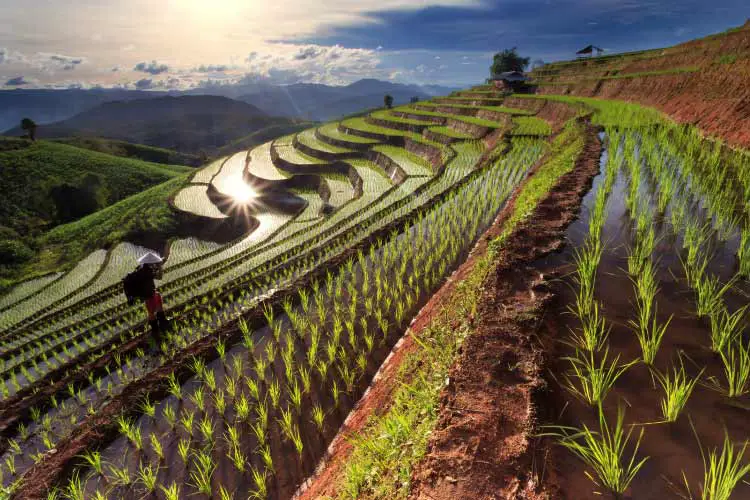 Rice fields at Chiang-Mai, Thailand