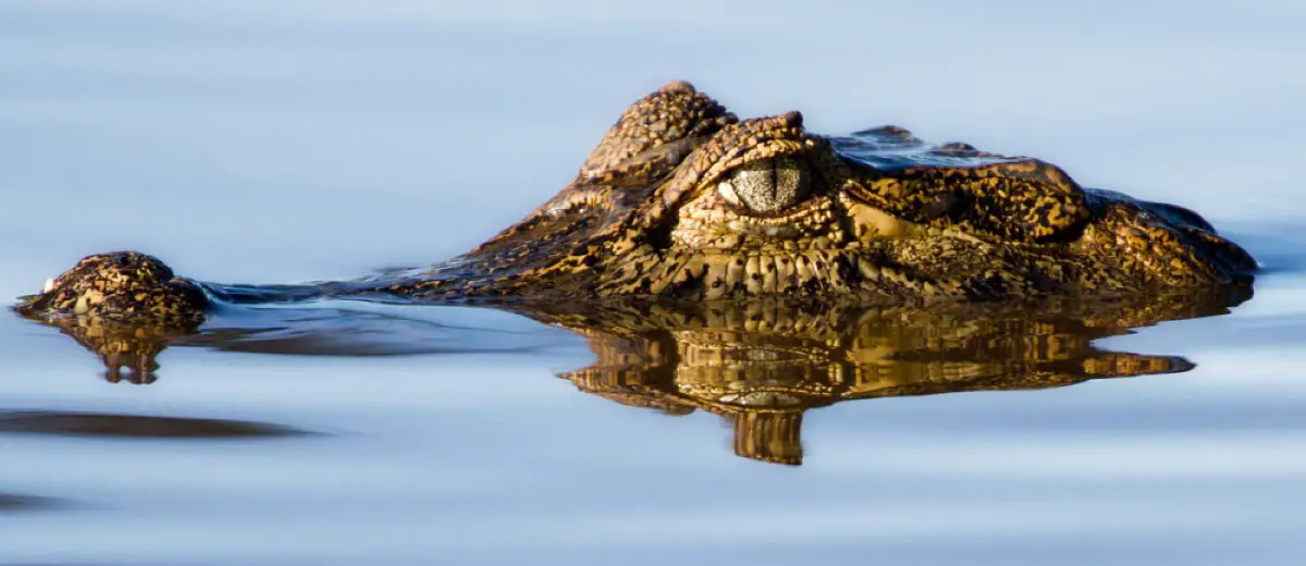 Caiman in Brazil