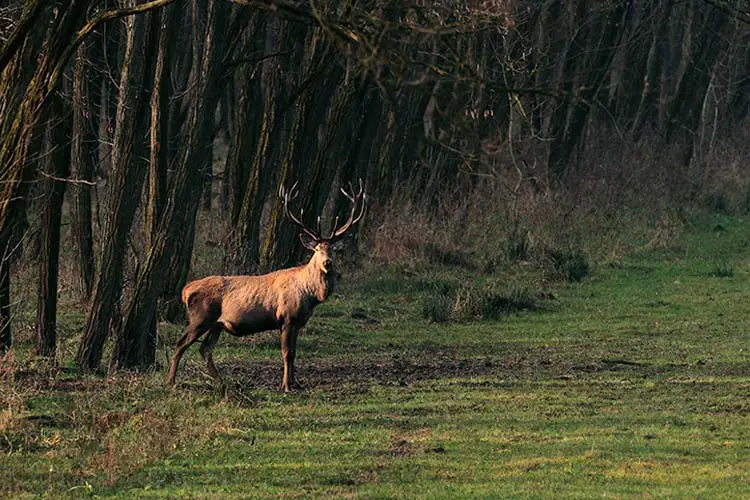 A large male deer in Romania