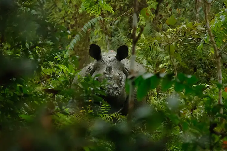 One-Horned Rhinoceros in the Jungle of Nepal