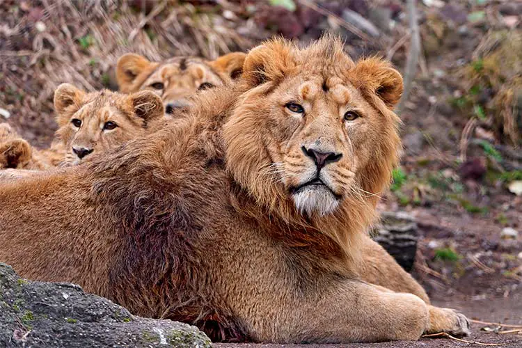 Asiatic Lion and cubs