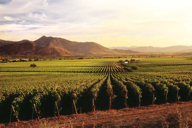 Caliterra Vineyard, Santa Cruz, Chile