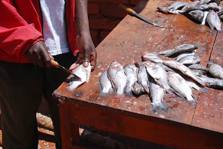 Fish at Market in Cental Africa