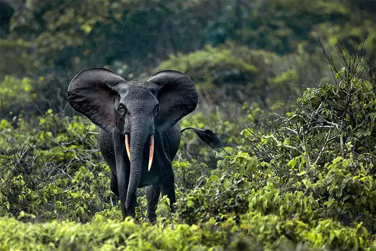 Forest Elephant in Gabon