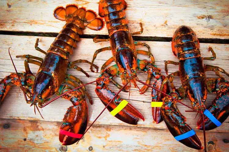 Freshly Caught Lobsters in Maine