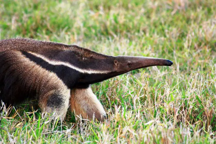 giant anteater