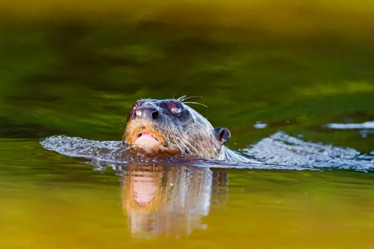 Giant Otter Swimming