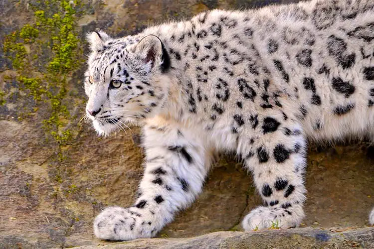 The Snow Leopard, the most elusive of all the wildlife of South Asia
