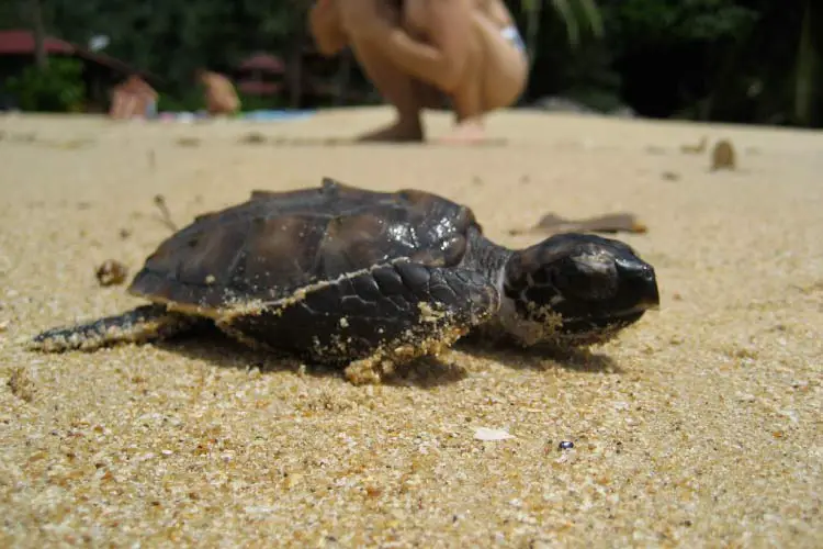 Baby Sea Turtle in Malaysia