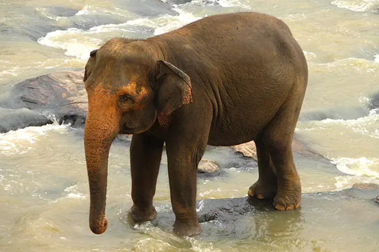 Sri Lankan Elephant