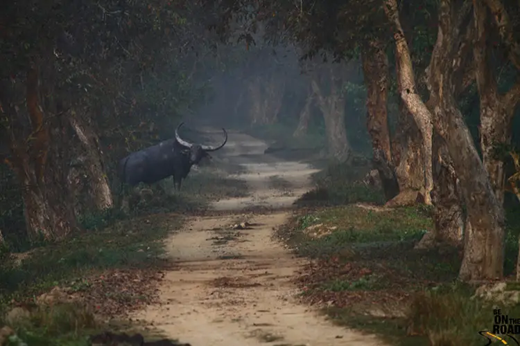 Wild Water Buffalo in the Kaziranga National Park