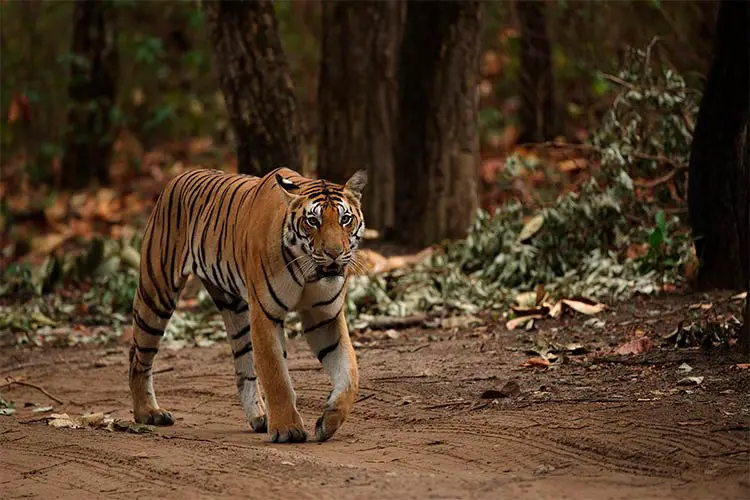 Young Tigress in Kanha National Park, India