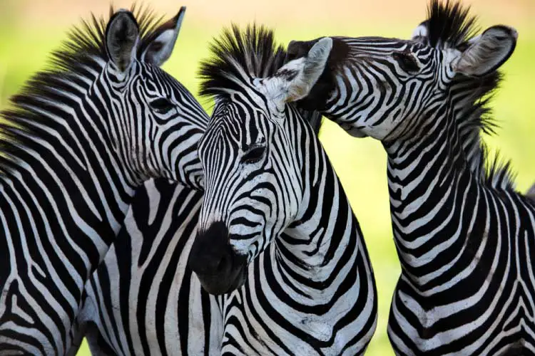 Zebra in Zambia
