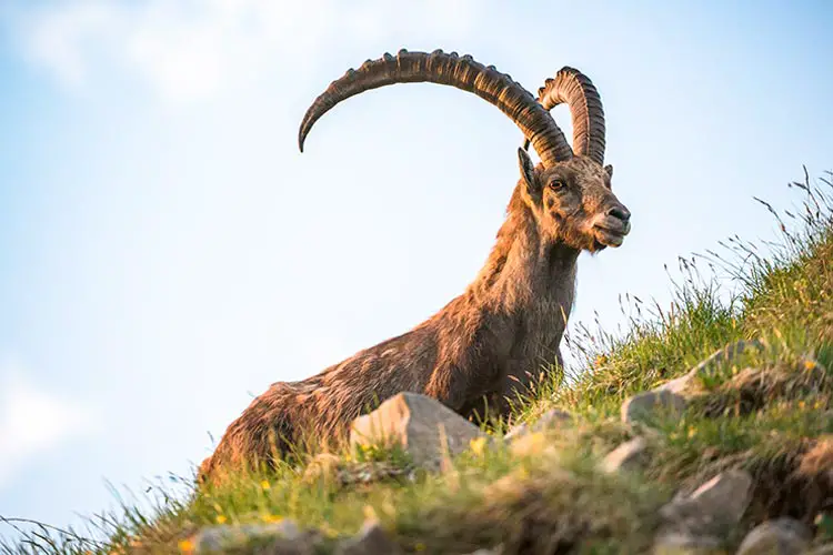 Alpine Ibex on Brienzer Rothorn, Switzerland