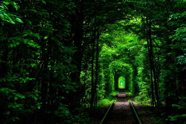 Tunel of Love, Klevan, Ukraine