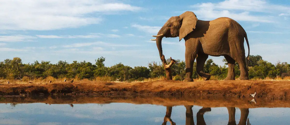 Elephant in Botswana