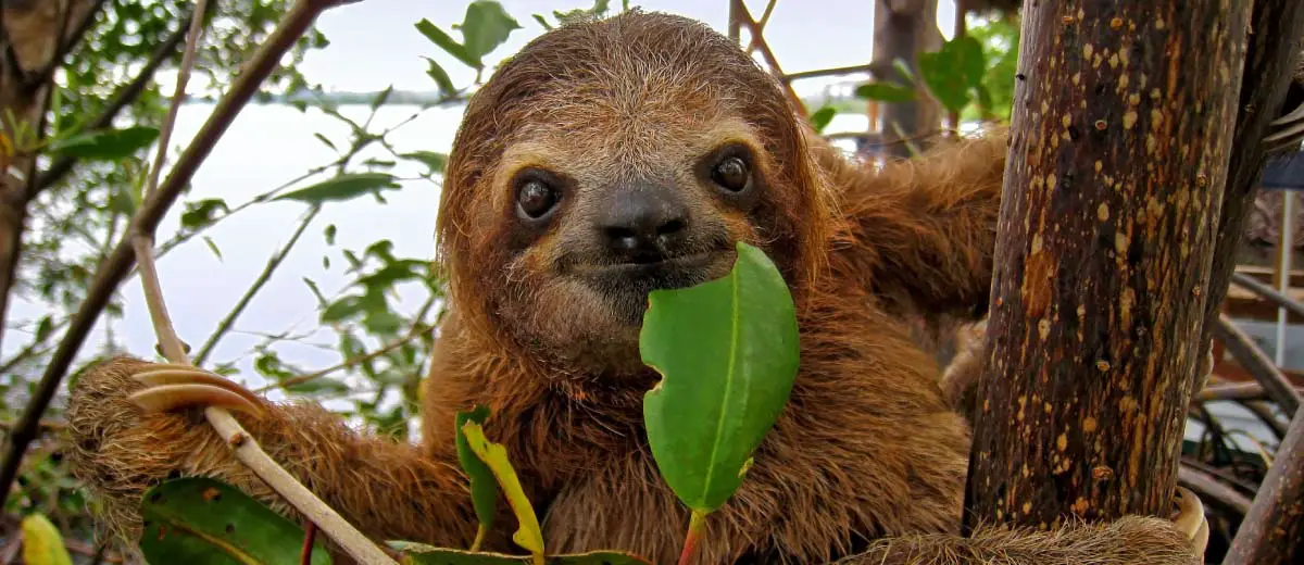 Baby Brown throated Three toed sloth, Costa Rica