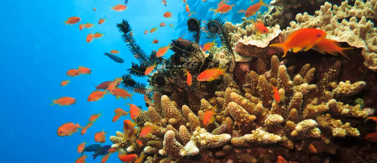 Scuba Dive on the Great Barrier Reef