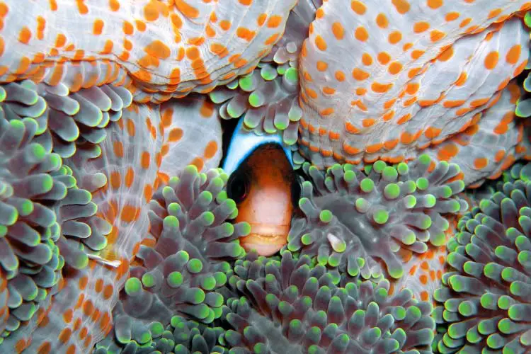 Anemone Fish on the Great Barrier Reef