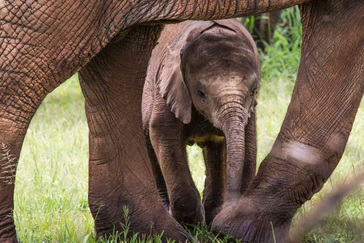 Baby African Elephant Calf in Kruger National Park