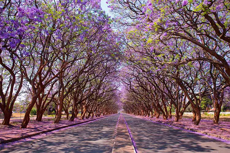 Blooming Jacaranda trees lining Milton Avenue in Harare, Zimbabwe