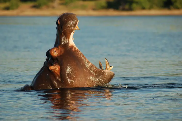 Chobe River Front, Botswana