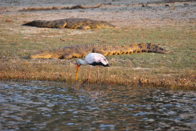 Chobe River in Botswana