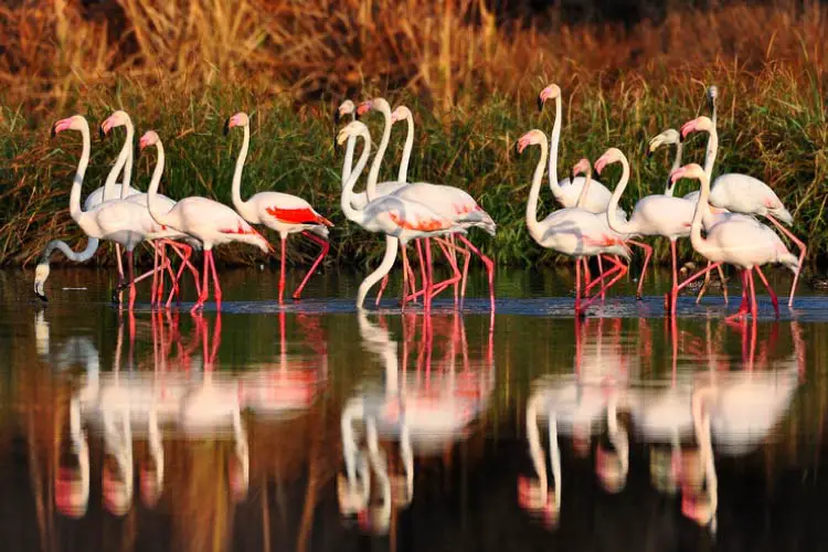 Greater Flamingo