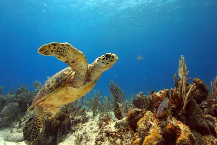 Hawksbill Turtle