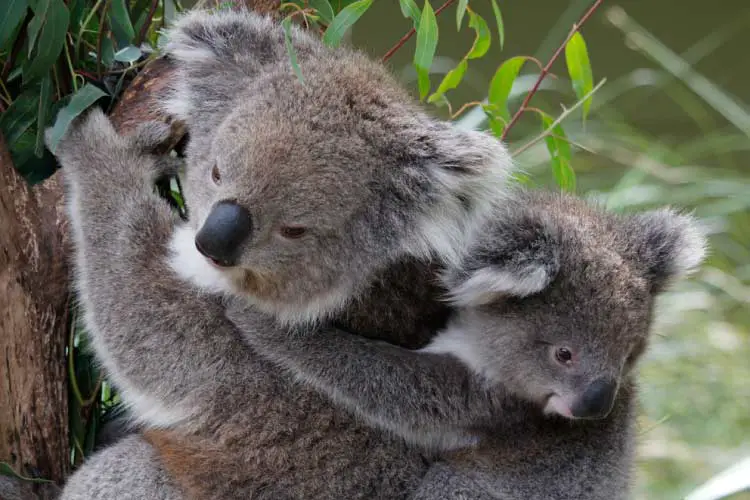 Healesville Sanctuary, Melbourne