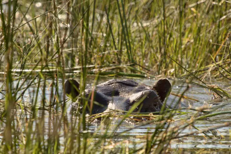 Hippo Lurking