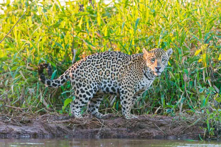 Jaguar in the Pantanal