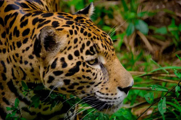 Jaguar in the jungles of Panama, the spectacular Wildlife of Central America